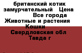 британский котик замурчательный › Цена ­ 12 000 - Все города Животные и растения » Кошки   . Свердловская обл.,Тавда г.